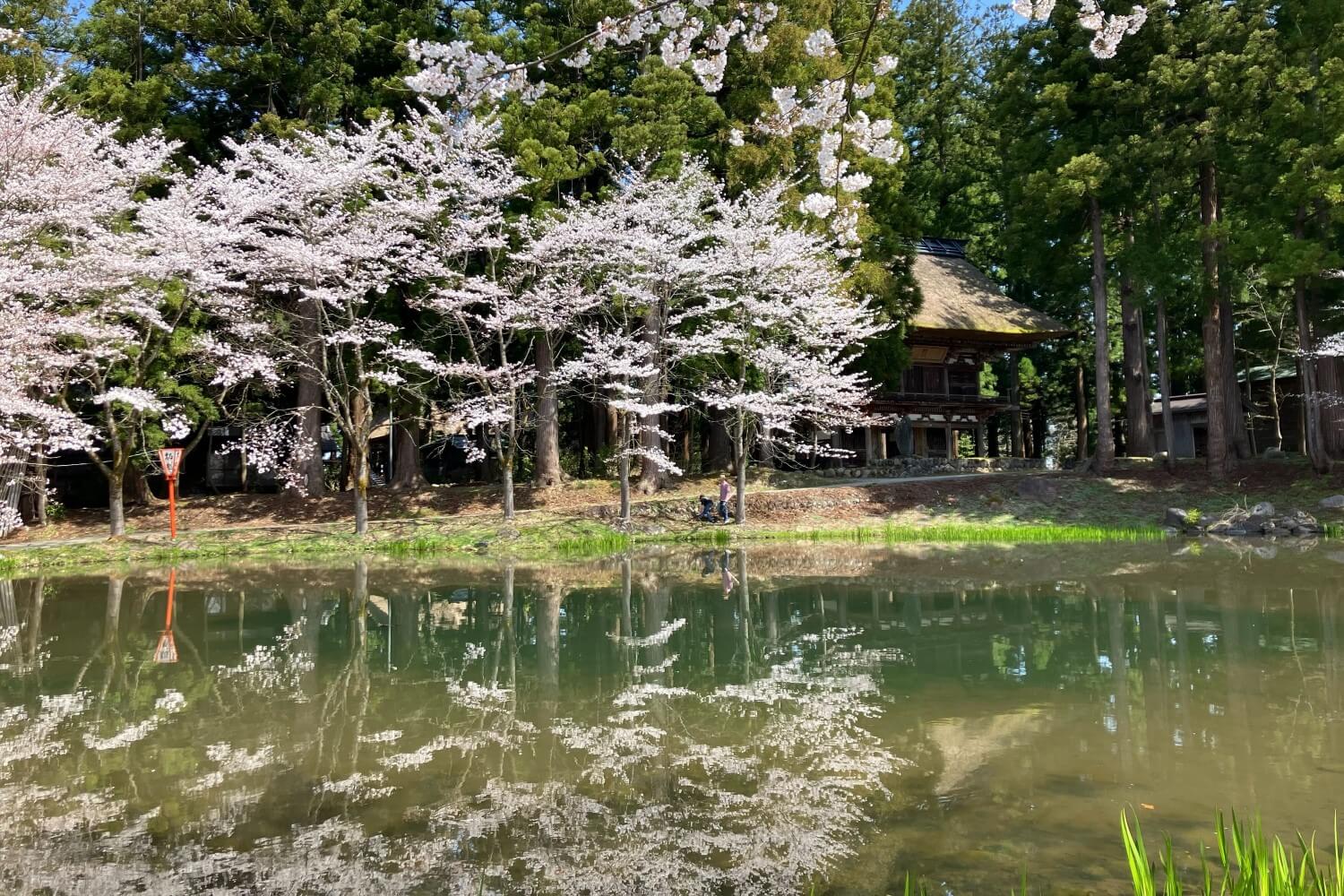 桜の開花は進んだ？清津峡近辺の様子は？新潟県十日町市 | 十日町市