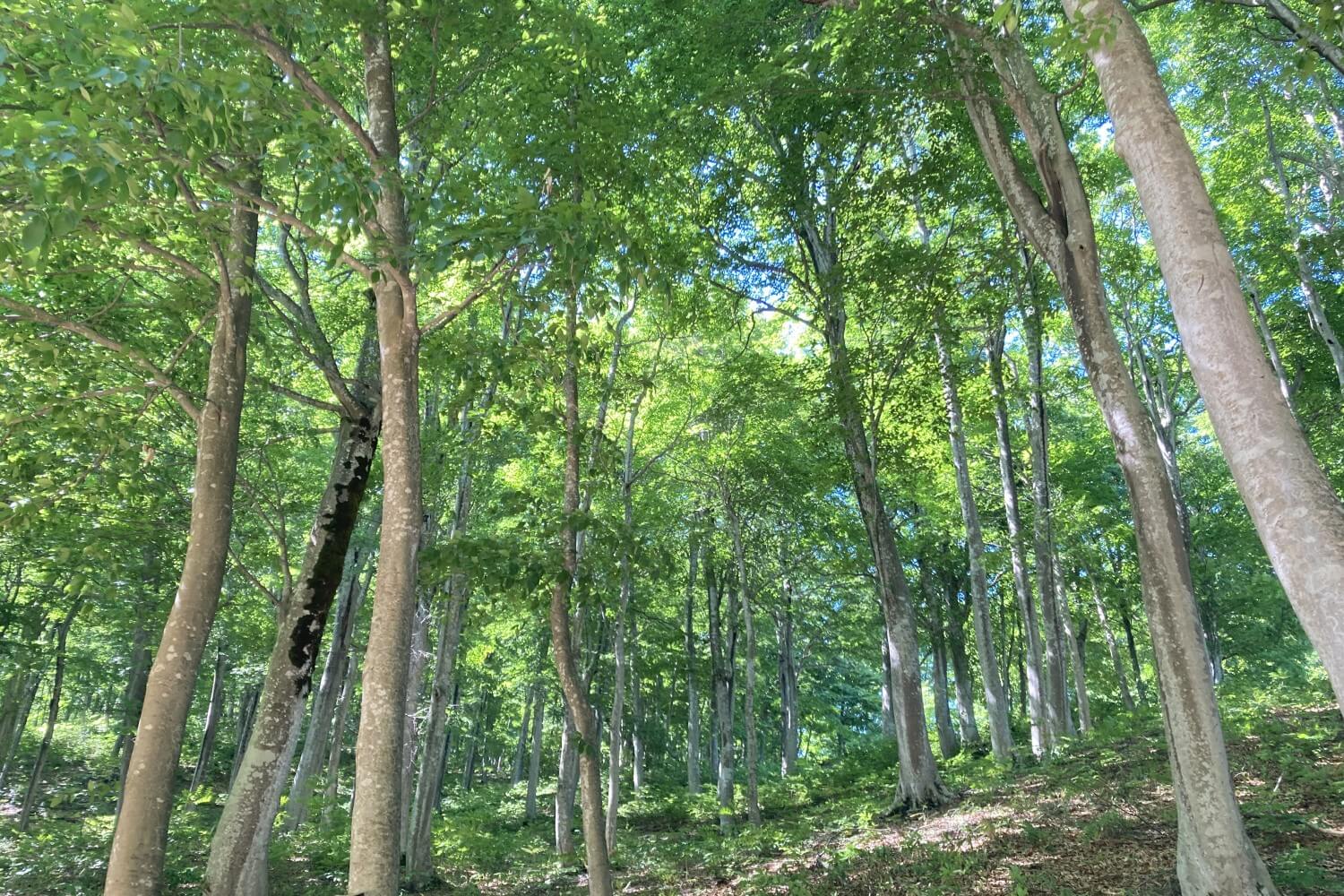 赤羽かおる　ぶな林 R6.5.17_nirokukoen9.jpg