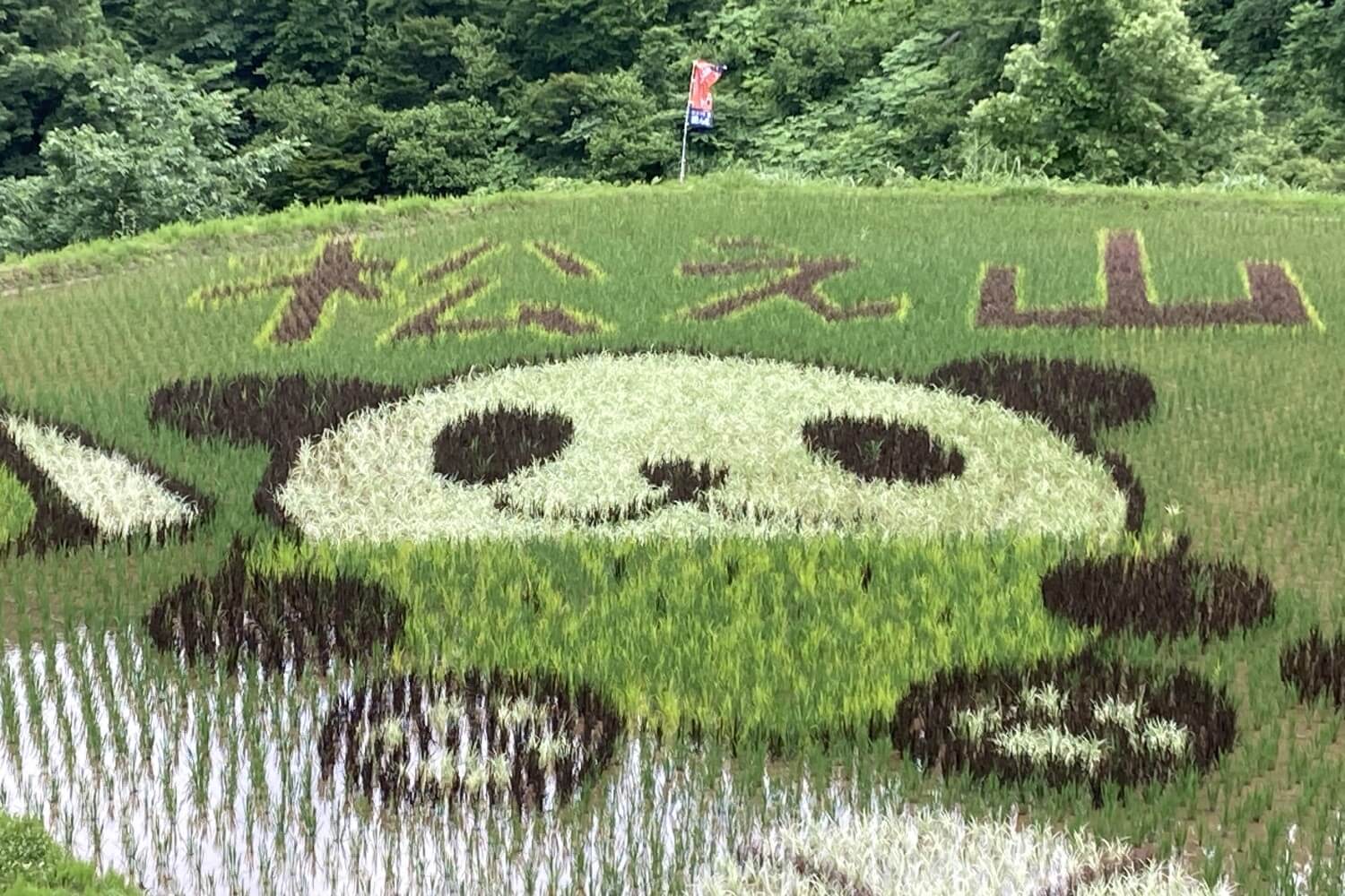育っています！パンダの棚田アート【新潟県十日町市 松之山】 | 十日町