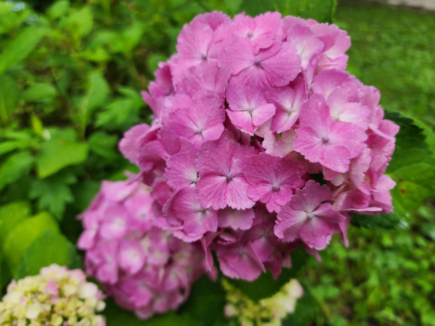 7/1 あじさいの様子（あじさい公園、松代城跡公園）【新潟県十日町市