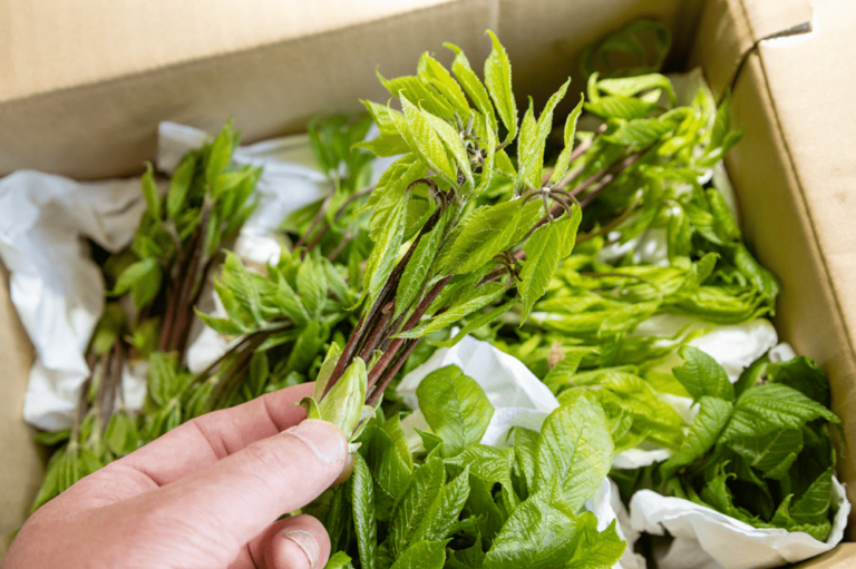 �u�ӂ��̂Ƃ��y�[�X�g�v�Ńp�X�^�͂������B�t�̖����y���ރ��V�s�����Љ�܂��I�y�V�����\�����s�z