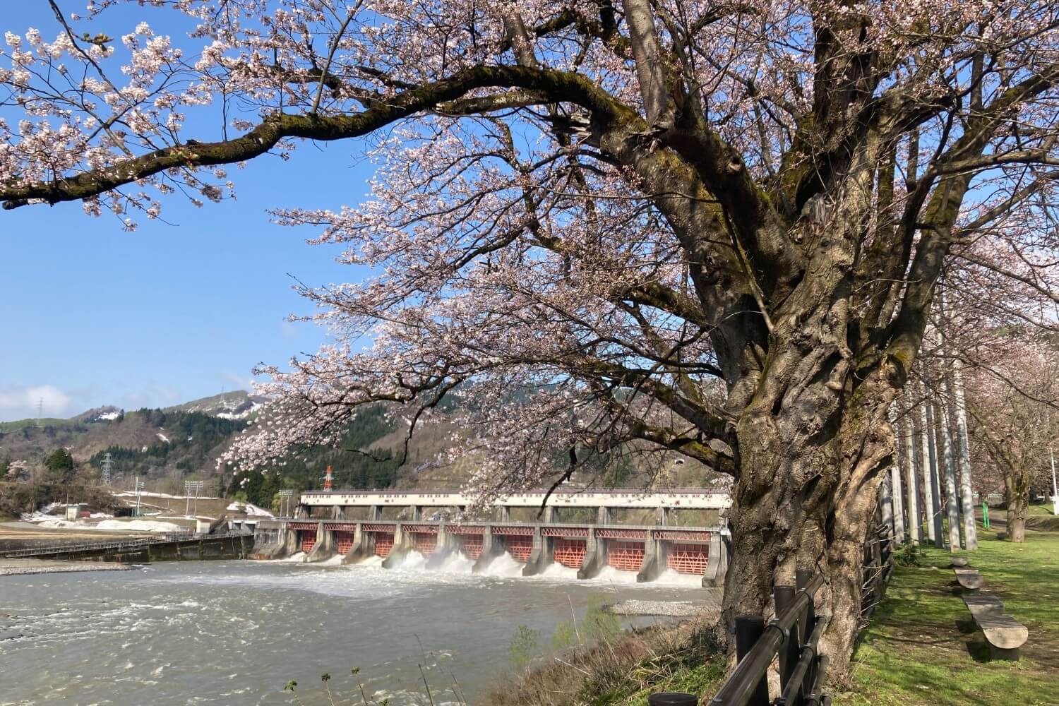 4/21【桜開花状況】開花進む！咲き始め～ほぼ満開も【新潟県十日町市