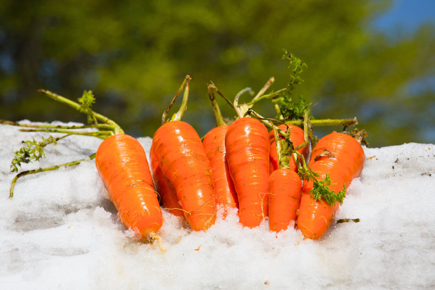 シャキッと甘いお野菜！雪下にんじんが旬を迎えています【新潟県十日町