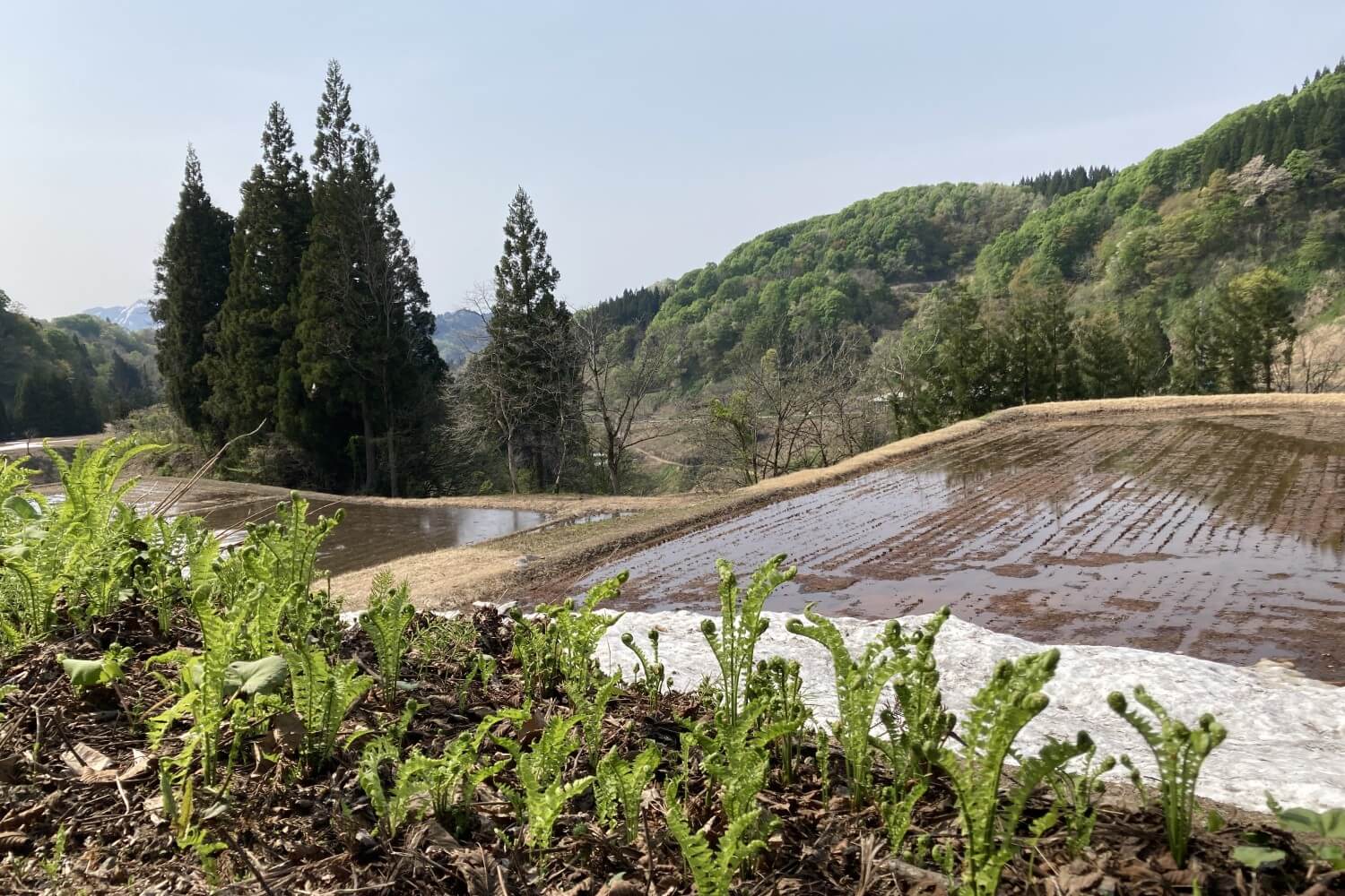 観光協会職員のナゾ趣味「今にも消えそう…」な残雪を求めて【新潟県