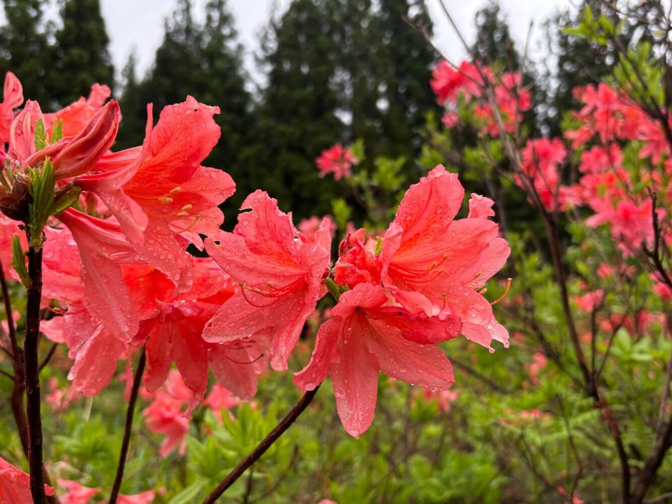 桜の次はコレ！華やかな「つつじ原公園」のつつじが咲き始めました