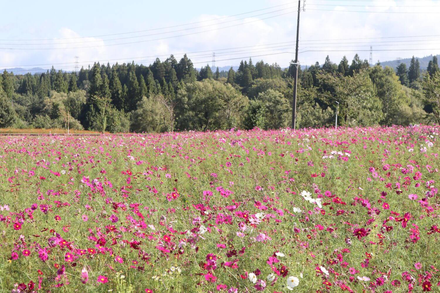 十日町をぐるっと一周！今の秋の景色をご紹介します！【新潟県十日町市