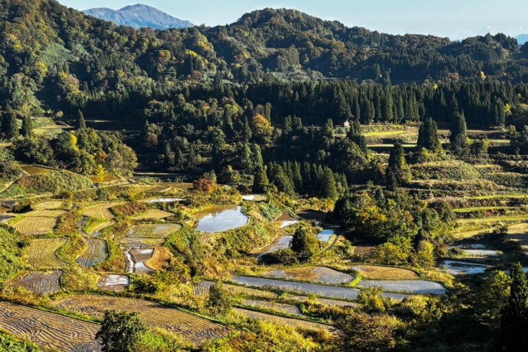 _݂ȂŎ낤Aɂ̒IcI^wIc݂炢ncxJÂ܂yV\sz