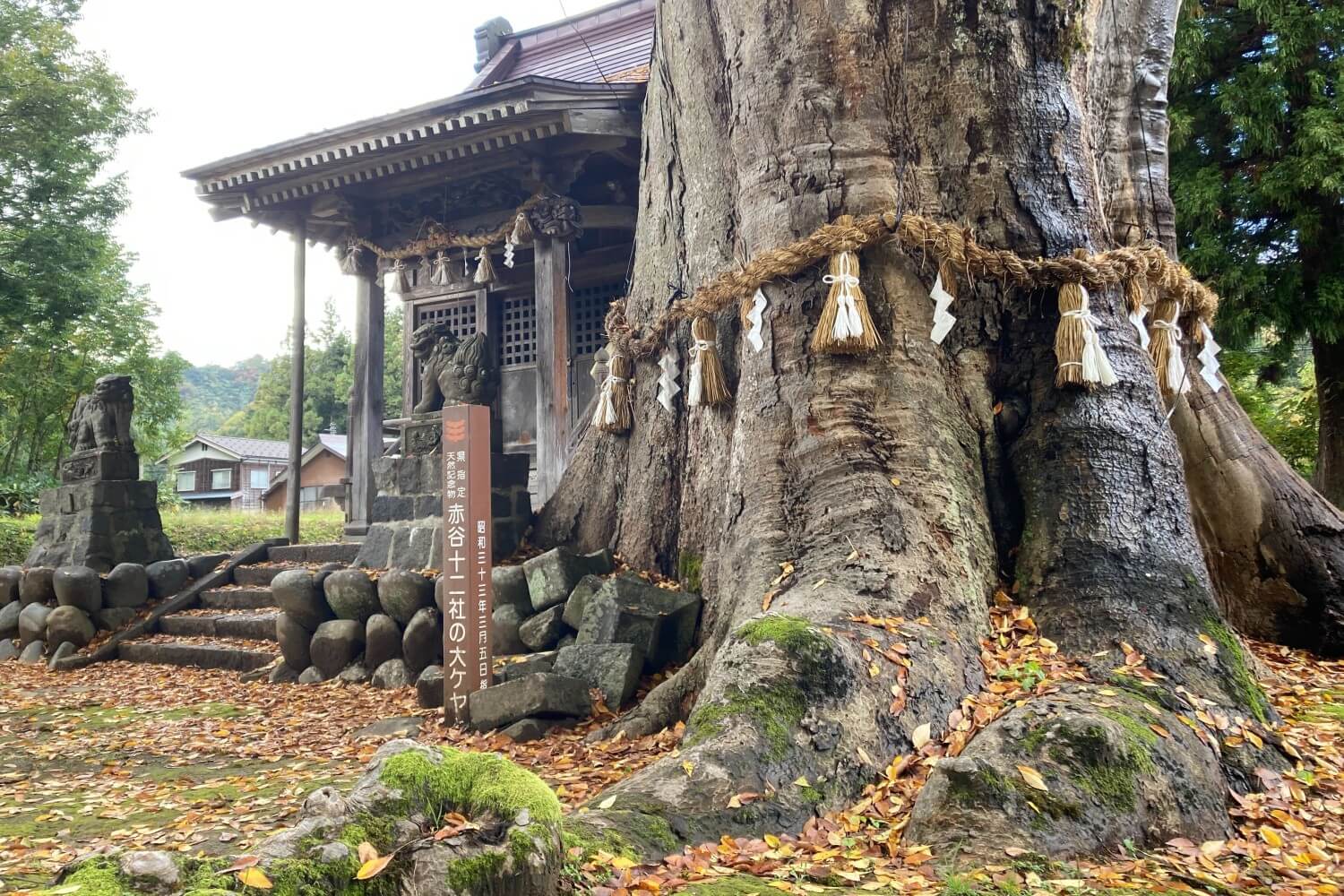 川西エリア秋の様子｜赤谷十二社 大ケヤキの紅葉が始まっています