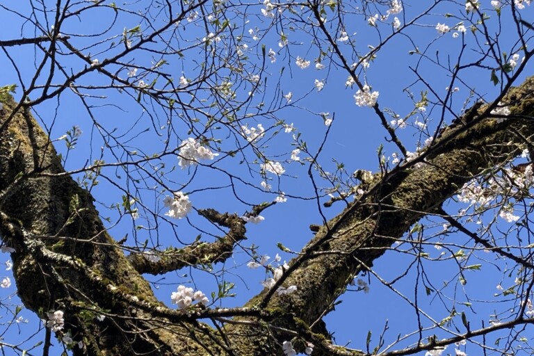 4��14�� �J�X�~�U�N���E���΂��傤�E�萁���`�쐼�G���A�t�̗l�q�`�y�V�����\�����s�z