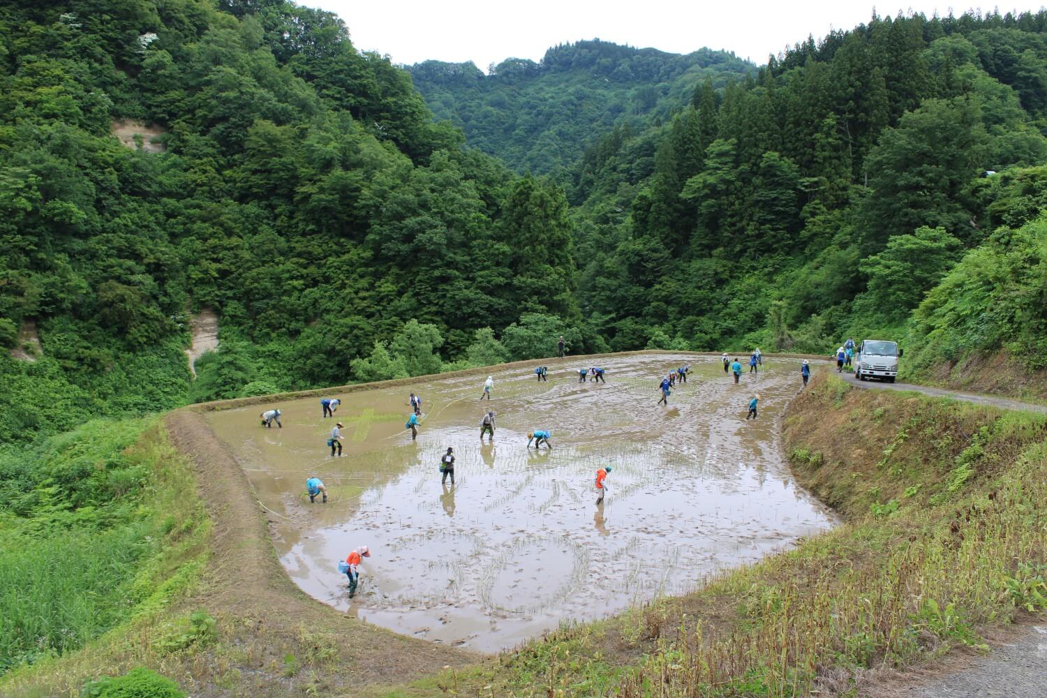 松之山の山奥に今年もかわいいパンダの棚田アートが描かれます！【新潟
